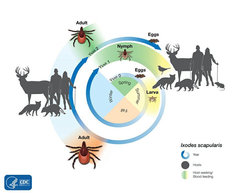 Deer Tick Life Cycle

Image ©CDC
Deer Ticks live for a 1-2 year life cycle
Eggs -> Larva -> Nymphs -> Adults